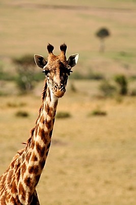 포토 JPG 해외이미지 동물 한마리 야생동물 포유류 아프리카 자연 동물원 사람없음 야외 세로 파란색 관광지 컬러풀 큼 기린 사파리 5 단아함 대가리 사바나 웅장함 초식 탄자니아 평야 해외202004 해외포토 1 나라 컬러 여행 숫자 크기 생태계 파일형식 이미지허브