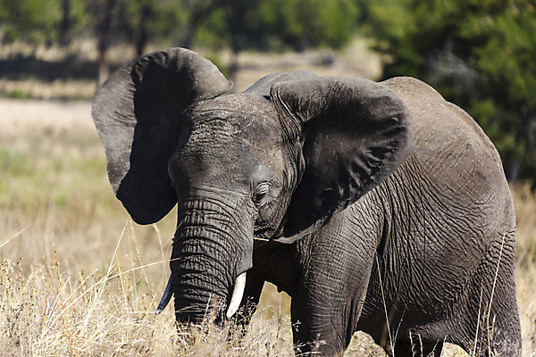포토 JPG 해외이미지 식물 야생동물 포유류 아프리카 코끼리 사람없음 초록색 머리 회색 황무지 큼 귀 동물상 탄자니아 해외202004 해외포토 동물 나라 컬러 신체부위 조형물 크기 파일형식 이미지허브