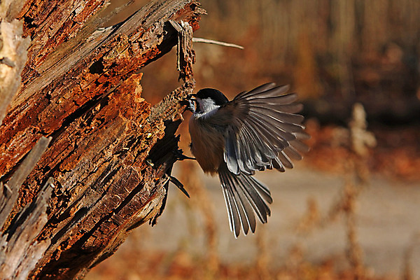 포토 JPG 해외이미지 나무 동물 손 공원 야생동물 음식 캐나다 겨울 날개 자연 조류 씨앗 앉기 사람없음 야외 검은색 추위 흰색 나뭇가지 관찰 숲 작음 먹기 깃털 부리 수유 해외202004 해외포토 식물 계절 공공시설 컬러 북아메리카 모션 신체부위 크기 생태계 파일형식 이미지허브