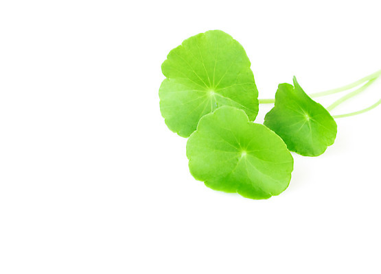 포토 JPG 해외이미지 식물 전통 음식 백그라운드 잎 채소 태국 자연 건강 동양인 사람없음 초록색 약 중국 흰색 신선 인도인 먹기 허브 유기농 반대 내추럴 식용 노화 해외202004 해외포토 외국인 웰빙 아시아 컬러 컨셉 의학 모션 인종 생태계 파일형식 이미지허브