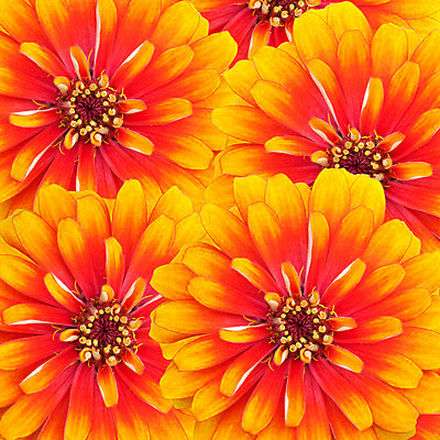 포토 JPG 해외이미지 식물 계절 꽃잎 꽃 백그라운드 꽃무늬 패턴 오렌지 태국 자연 사람없음 여름 햇빛 노란색 우주 활발 벚꽃 흰색 개화 작음 허브 슛 꽃가루 해외202004 해외포토 아시아 컬러 컨셉 무늬 과일 태양 크기 가루 생태계 파일형식 이미지허브