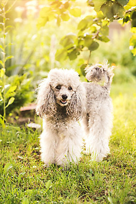 포토 JPG 해외이미지 동물 공원 꽃 행복 백그라운드 자연 잔디 사람없음 초록색 여름 반려동물 태양 정원 맑음 봄 미니어처 아기 닫기 개 강아지 작음 푸들 송곳니 거짓말 기르기 해외202004 해외포토 자연요소 식물 계절 공공시설 감정 컬러 포유류 모션 날씨 사람 모형 치아 크기 생태계 돌봄 파일형식 이미지허브