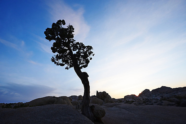 포토 JPG 해외이미지 나무 식물 공원 백그라운드 풍경 사람없음 빛 미국 사막 고독 작음 캘리포니아 땅바닥 전국 해외202004 해외포토 공공시설 감정 북아메리카 바닥 크기 파일형식 이미지허브