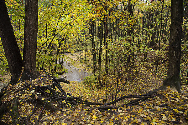 포토 JPG 해외이미지 계절 단풍 잎 자연 바람 날씨 사람없음 야외 초록색 노란색 환경 추위 가을 나뭇가지 숲 생태계 삼림지대 해외202004 해외포토 자연요소 나무 식물 컬러 파일형식 이미지허브