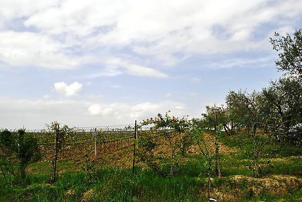 포토 JPG 해외이미지 나무 여행 농업 포도 휴가 파노라마 풍경 경사 사람없음 야외 초록색 울타리 여행객 와인 계곡 흰색 시골 포도밭 포도나무 양조장 해외202004 해외포토 식물 산업 컬러 밭 과일 주류 촬영기법 사람 담장 과일나무 파일형식 이미지허브