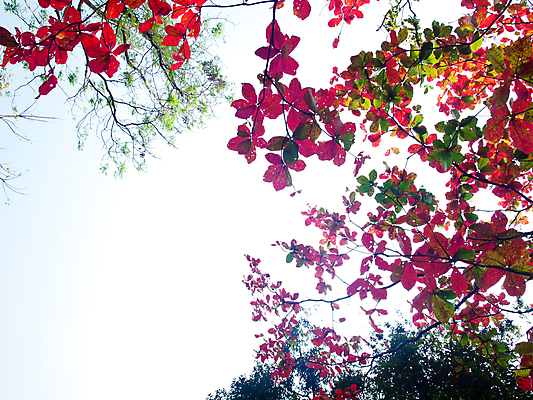 포토 JPG 해외이미지 나무 식물 계절 공원 백그라운드 잎 패턴 농업 오렌지 자연 벽지 추상 프레임 풍경 사람없음 야외 장식 빨간색 초록색 여름 빛 컬러풀 노란색 우주 환경 정원 봄 성장 가을 흰색 나뭇가지 숲 묘사 에코 유기농 질감 광합성 생태학 해외202004 해외포토 웰빙 공공시설 교육 산업 컬러 무늬 과일 생태계 파일형식 이미지허브