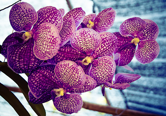 포토 JPG 해외이미지 식물 계절 꽃잎 꽃 꽃다발 백그라운드 꽃무늬 자연 선물 사람없음 장식 초록색 여름 머리 정원 스파 화목 봄 활발 개화 난초 고급 우아함 맛 냄새 아로마 향 단아함 해외202004 해외포토 컬러 컨셉 무늬 신체부위 생태계 파일형식 이미지허브