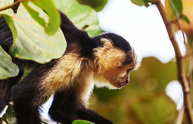 포토 JPG 해외이미지 나무 동물 공원 행복 얼굴 야생동물 여행 포유류 자연 휴식 아메리카 사람없음 침묵 흰색 나뭇가지 시골 원숭이 숲 작음 동물상 이국적 전국 해외202004 해외포토 식물 공공시설 감정 컬러 컨셉 신체부위 조형물 소리 크기 대륙 생태계 파일형식 이미지허브