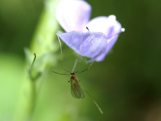 포토 JPG 해외이미지 계절 꽃잎 꽃 곤충 사람없음 파란색 모기 해외202004 해외포토 식물 동물 컬러 해충 파일형식 이미지허브