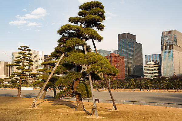 포토 JPG 해외이미지 나무 식물 공원 전통문화 조각 여행 겨울 자연 잔디 사람없음 울타리 환경 정원 일본 궁전 소나무 조경 스카이라인 랜드마크 명승지 해외202004 해외포토 전통 계절 공공시설 아시아 문화 고건축 풍경 담장 생태계 파일형식 이미지허브