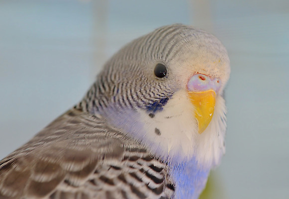 포토 JPG 해외이미지 동물 1 야생동물 날개 자연 조류 동물원 사람없음 파란색 반려동물 컬러풀 머리 회색 남색 깃털 싱글 질감 부리 앵무새 슛 새장 계산서 고립 잉꼬 해외202004 해외포토 컬러 신체부위 생태계 케이지 파일형식 이미지허브