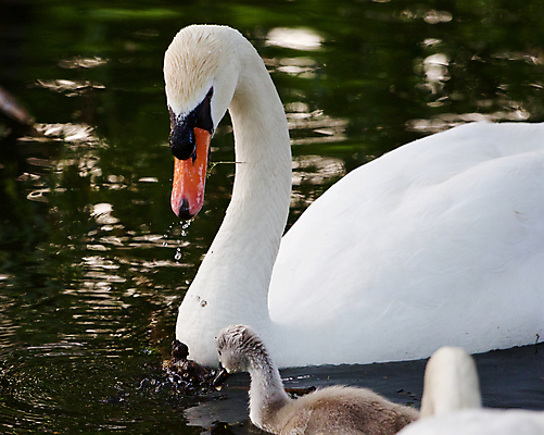 포토 JPG 해외이미지 응시 오렌지 가족 관계 조류 손잡이 사람없음 머리 검은색 수영 힘 흰색 자신감 깃털 백조 목 계산서 벙어리 해외202004 해외포토 동물 시선 감정 컬러 과일 신체부위 수상스포츠 파일형식 이미지허브