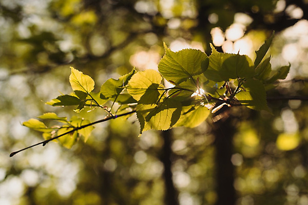 포토 JPG 해외이미지 모양 나무 식물 응시 계절 공원 실루엣 백그라운드 잎 자연 벽지 하늘 새로움 건강 사람없음 야외 초록색 여름 빛 햇빛 태양 환경 맑음 광선 가을 나뭇가지 신선 투명 숲 에코 유기농 보케 문학 노려봄 내추럴 광 광합성 해외202004 해외포토 자연요소 웰빙 시선 공공시설 컬러 컨셉 날씨 촬영기법 표정 생태계 파일형식 이미지허브