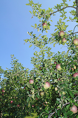 포토 JPG 해외이미지 나무 식물 계절 음식 잎 과일 자연 하늘 건강 사람없음 야외 빨간색 초록색 파란색 일본 가을 신선 사과 밭일 해외202004 해외포토 아시아 컬러 생태계 파일형식 이미지허브