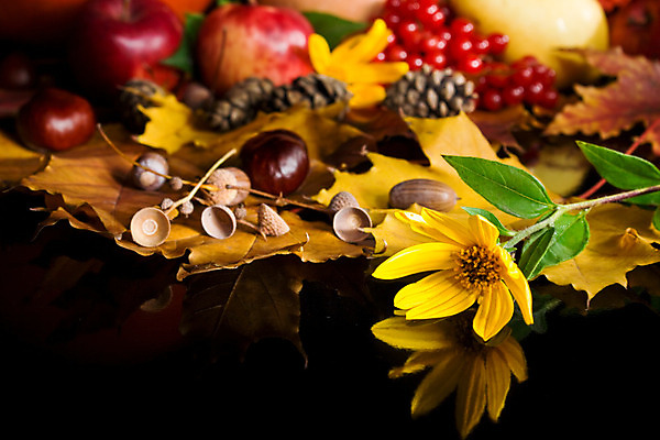 포토 JPG 해외이미지 전통 계절 꽃 음식 잎 과일 자연 호박 포도 검은배경 휴가 건강 씨앗 사람없음 식사 수확 가을 축하 떨어짐 사과 11월 먹기 박 성분 추수감사절 10월 포상금 많음 해외202004 해외포토 식물 기독교 백그라운드 컨셉 돈 농업 채소 모션 검은색 날짜 생태계 파일형식 이미지허브