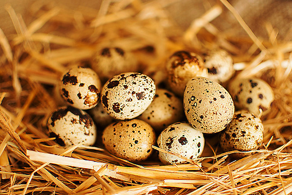 포토 JPG 해외이미지 전통 음식 다이어트 재료 건강 요리 사람없음 목재 갈색 바구니 계란 회색 튀김 시골 신선 사발 볏짚 아침식사 상품 가득함 유기농 날것 발레복 노른자 밀짚 흙더미 제비 베일 오믈렛 내추럴 깨짐 메추리 식용 식품점 채식주의자 해외202004 해외포토 나무 웰빙 옷 컬러 컨셉 조류 상점 알 식사 흙 사기그릇 짚 계란요리 발레 채식 파일형식 더미 이미지허브