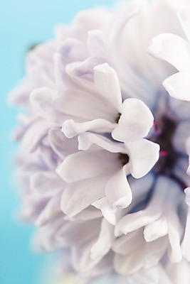 포토 JPG 해외이미지 식물 계절 꽃잎 꽃 줄기 잎 부활절 사람없음 파란색 머리 꽃병 봄 활발 흰색 신선 개화 허브 제비꽃 싱글 고립 히아신스 해외202004 해외포토 기념일 컬러 컨셉 신체부위 파일형식 이미지허브