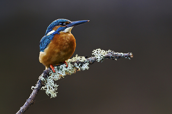 포토 JPG 해외이미지 동물 1 남자 유럽 야생동물 자연 조류 낚시 영국 이끼 앉기 성인 사람없음 야외 가로 파란색 봄 나뭇가지 막대기 5월 깃털 싱글 부리 계산서 내추럴 물총새 해외202004 해외포토 나무 계절 나라 컬러 모션 레저 사람 날짜 생태계 파일형식 이미지허브