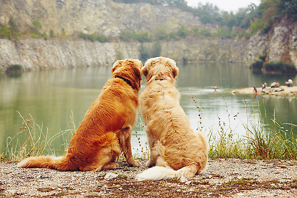 포토 JPG 해외이미지 동물 응시 호수 여행 2 장난 가족 자연 휴식 함께함 사람 앉기 사람없음 야외 물 반려동물 수영 우정 기쁨 바위 시골 관찰 연못 기다림 개 골든리트리버 리트리버 큼 쌍둥이 형제 송곳니 내추럴 복종 신앙심 유래 채석 충실 해외202004 해외포토 자연요소 시선 남자 감정 컨셉 포유류 관계 모션 친구 돌_바위 수상스포츠 치아 크기 생태계 파일형식 이미지허브