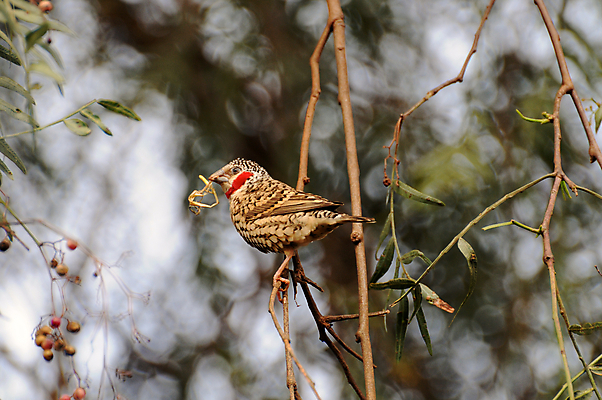 포토 JPG 해외이미지 동물 야생동물 아프리카 조류 사람없음 배고픔 사파리 탄자니아 해외202004 해외포토 나라 파일형식 이미지허브