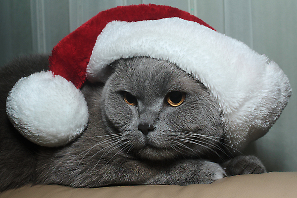 포토 JPG 해외이미지 동물 얼굴 포유류 영국 주택 미술 사람없음 반려동물 고양이 회색 모피 오브젝트 해외202004 해외포토 유럽 컬러 문화예술 건물 신체부위 파일형식 이미지허브