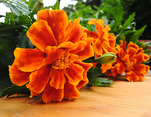 포토 JPG 해외이미지 식물 꽃잎 꽃 행복 백그라운드 오렌지 탁자 실내 사람없음 목재 가로 여름 노란색 머리 정원 봄 흰색 자르기 오브젝트 질감 슛 꽃가루 고립 해외202004 해외포토 나무 계절 감정 컬러 가구 과일 재료 모션 내부 신체부위 가루 파일형식 이미지허브