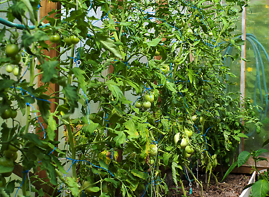 포토 JPG 해외이미지 식물 음식 토마토 채소 자연 사람없음 농작물 새싹 주방 정원 식사 침대 온실 해외202004 해외포토 가구 농업 생태계 파일형식 이미지허브