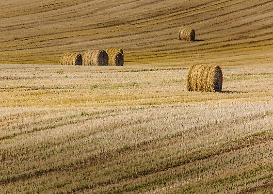 포토 JPG 해외이미지 주간 구름 농업 하늘 풍경 사람없음 야외 농경지 짚더미 뭉치 해외202004 해외포토 자연요소 산업 농장 볏짚 파일형식 더미 이미지허브