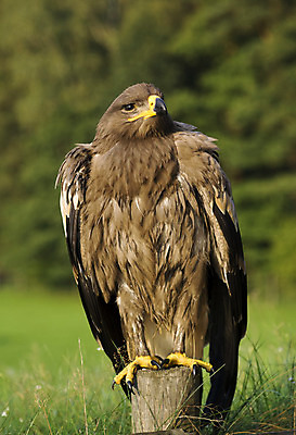 포토 JPG 해외이미지 동물 야생동물 자연 조류 서기 사람없음 갈색 먹이 독수리 육식동물 사냥꾼 해외202004 해외포토 직업 컬러 모션 생태계 파일형식 이미지허브