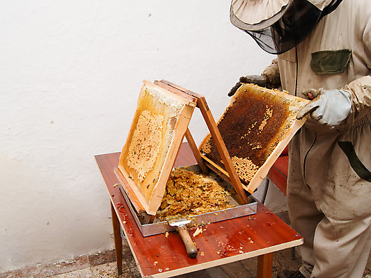 포토 JPG 해외이미지 동물 직업 곤충 농업 자연 노동자 프레임 사람 성인 사람없음 햇빛 농장 머리빗 업무 보호 벌 유기농 꽃가루 꿀 벌집 밀랍 식민지 양봉 양봉장 왁스 해외202004 해외포토 웰빙 산업 컨셉 태양 미용용품 작업 가루 생태계 파일형식 이미지허브