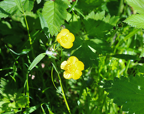포토 JPG 해외이미지 식물 계절 꽃잎 꽃 백그라운드 잎 꽃무늬 밭 농업 자연 하늘 풍경 사람없음 야외 초록색 여름 파란색 햇빛 태양 노란색 정원 맑음 봄 들꽃 수확 성장 벚꽃 흰색 시골 개화 땅 허브 데이지 내추럴 해외202004 해외포토 자연요소 산업 컬러 무늬 날씨 생태계 파일형식 이미지허브