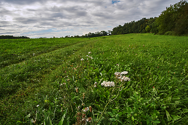 포토 JPG 해외이미지 식물 구름 꽃 유럽 줄기 잎 자연 하늘 사람없음 흰색 숲 묘사 폴란드 해외202004 해외포토 자연요소 나라 컬러 생태계 파일형식 이미지허브