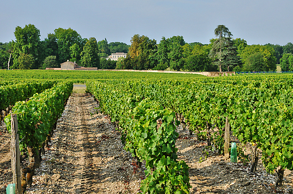 포토 JPG 해외이미지 백그라운드 잎 밭 농업 자연 포도 풍경 사람없음 야외 여름 와인 프랑스 포도밭 양조장 해외202004 해외포토 식물 계절 유럽 산업 과일 주류 생태계 파일형식 이미지허브