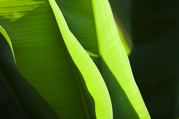 포토 JPG 해외이미지 나무 식물 계절 백그라운드 잎 패턴 자연 벽지 추상 새로움 바나나 건강 손바닥 사람없음 야외 세로 초록색 물 빛 반사 환경 정원 맑음 봄 활발 흰색 신선 숲 큼 묘사 유기농 원예 질감 정맥 내추럴 고립 생태학 엘리먼트 해외202004 해외포토 자연요소 손 웰빙 교육 컬러 컨셉 무늬 과일 날씨 취미 크기 생태계 혈관 파일형식 이미지허브
