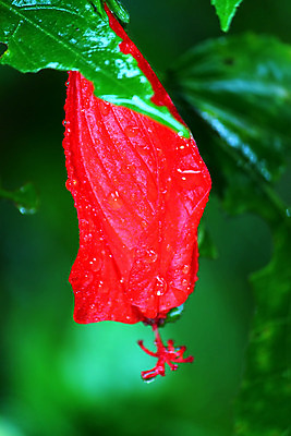 포토 JPG 해외이미지 나무 식물 공원 꽃 백그라운드 잎 자연 사람없음 빨간색 초록색 물 환경 미국 침묵 들꽃 숲 열대우림 생물학 서식지 자원 내추럴 생태학 양치류 해외202004 해외포토 자연요소 공공시설 교육 컬러 북아메리카 소리 생태계 파일형식 이미지허브