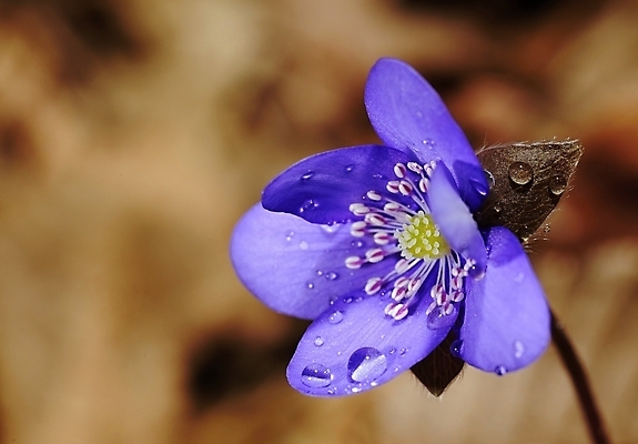 포토 JPG 해외이미지 식물 꽃잎 꽃 백그라운드 꽃무늬 자연 추상 휴식 발렌타인데이 사람없음 물 여름 파란색 장미 정원 봄 젖음 벚꽃 물방울 신선 이슬 묘사 해외202004 해외포토 자연요소 계절 컬러 컨셉 무늬 데이이벤트 생태계 파일형식 이미지허브