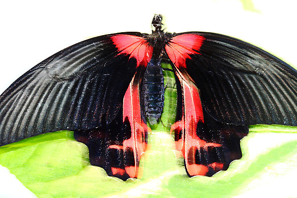 포토 JPG 해외이미지 나비 곤충 날개 사람없음 컬러풀 해외202004 해외포토 동물 컬러 파일형식 이미지허브