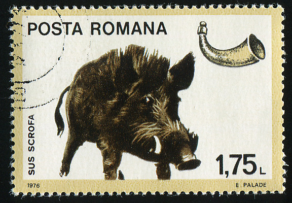 포토 JPG 해외이미지 동물 얼굴 야생동물 포유류 자연 봉투 생물 털 사람없음 갈색 머리 환경 수확 골동품 돼지 메시지 역사 위험 물개 편지 복고 엽서 귀 루마니아 우표 멧돼지 옛날 해외202004 해외포토 유럽 컬러 컨셉 농업 신체부위 바다동물 생태계 파일형식 이미지허브