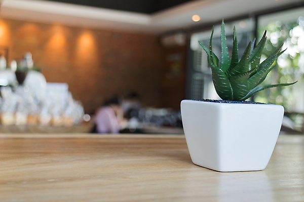 포토 JPG 해외이미지 식물 백그라운드 컨셉 자연 탁자 아이디어 실내 사람없음 내부 장식 초록색 빛 반사 환경 식당 카페 수확 성장 플라스틱 오브젝트 복고 카피스페이스 해외202004 해외포토 컬러 가구 농업 재질 상점 공백 생태계 파일형식 이미지허브