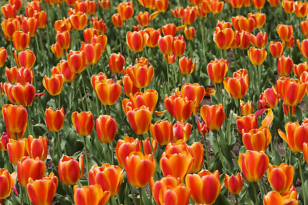 포토 JPG 해외이미지 식물 꽃잎 꽃 꽃무늬 밭 오렌지 전구 사람없음 초록색 정원 봄 튤립 벚꽃 해외202004 해외포토 계절 컬러 무늬 농업 과일 파일형식 이미지허브