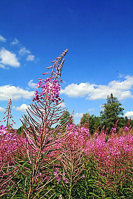포토 JPG 해외이미지 식물 꽃잎 꽃 백그라운드 패턴 밭 자연 추상 사람없음 초록색 햇빛 정원 봄 작음 수분 제비꽃 싱글 생물학 아로마 꿀 라일락 고립 광합성 꽃수술 막자 블루벨 캄파눌라 해외202004 해외포토 계절 교육 컬러 무늬 농업 태양 크기 생태계 파일형식 이미지허브