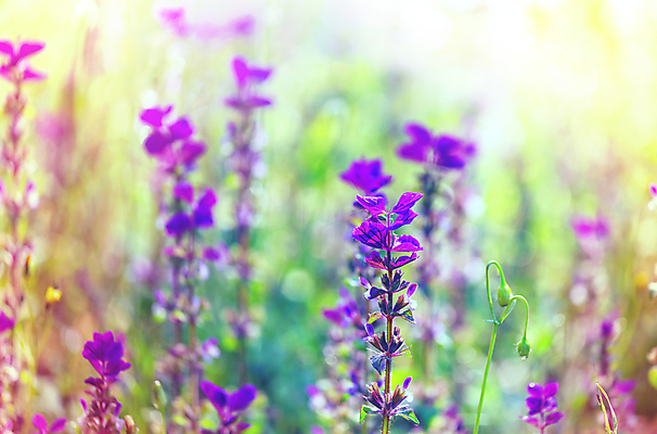 포토 JPG 해외이미지 식물 계절 꽃 잎 꽃무늬 자연 주택 이벤트 사람없음 장식 컬러풀 햇빛 농장 농경지 환경 맑음 봄 시골 우아함 묘사 만족 내추럴 해외202004 해외포토 감정 컬러 컨셉 무늬 농업 날씨 건물 태양 생태계 파일형식 이미지허브