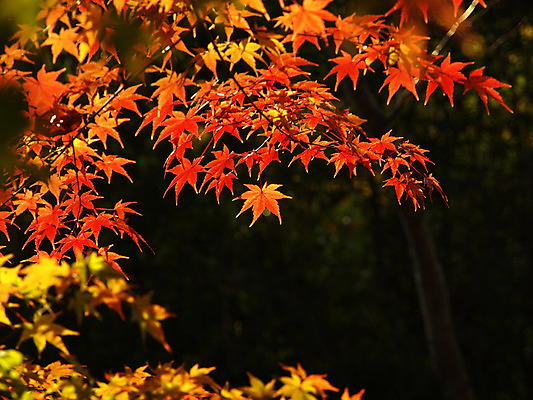 포토 JPG 해외이미지 나무 식물 계절 공원 분홍색 백그라운드 단풍 잎 패턴 오렌지 자연 하늘 추상 사람없음 야외 빨간색 빛 컬러풀 햇빛 갈색 노란색 일본 활발 덮개 가을 나뭇가지 변화 황금 숲 11월 질감 러시아 장면 진홍색 빛망울 10월 내추럴 교토 러시아인 해외202004 해외포토 서양인 공공시설 유럽 아시아 컬러 컨셉 무늬 과일 태양 뚜껑 날짜 생태계 파일형식 이미지허브