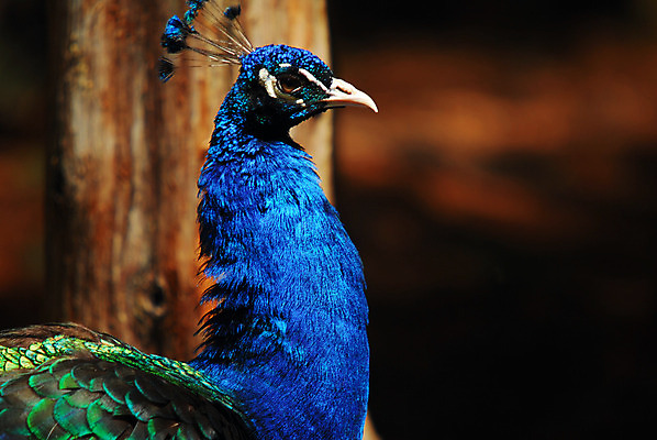 포토 JPG 해외이미지 야생동물 자연 조류 사람없음 초록색 파란색 컬러풀 공작 인도인 깃털 해외202004 해외포토 외국인 동물 컬러 동양인 생태계 파일형식 이미지허브