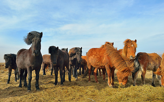 포토 JPG 해외이미지 동물 구름 유럽 여행 겨울 하늘 휴가 불꽃 산 아이슬란드 풍경 사람없음 세로 글로벌 태양 농장 평화 가축 봄 하이킹 오픈 분위기 변화 북극 버리기 언덕 오르기 북쪽 땅바닥 방목장 수유 스칸디나비아 절정 해외202004 해외포토 자연요소 계절 나라 컨셉 농업 모션 불 레저 바닥 극지방 방향 파일형식 이미지허브