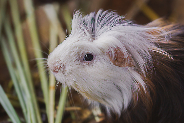 포토 JPG 해외이미지 동물 꽃 백그라운드 포유류 자연 아침 털 잔디 사람없음 야외 초록색 여름 반려동물 햇빛 갈색 정원 산책 흰색 시골 돼지 볏짚 설치류 작음 먹기 코 해외202004 해외포토 주간 식물 계절 컬러 모션 휴식 신체부위 태양 짚 크기 생태계 파일형식 이미지허브