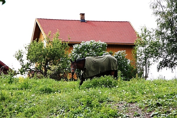 포토 JPG 해외이미지 나무 꽃 음식 밭 과일 자연 하늘 지붕 주택 노르웨이 사람없음 초록색 농장 정원 시골 개화 사과 먹기 외양간 수유 해외202004 해외포토 식물 유럽 컬러 농업 모션 건물 생태계 파일형식 이미지허브