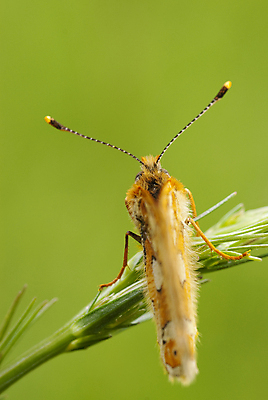 포토 JPG 해외이미지 식물 동물 꽃 유럽 야생동물 선 나비 곤충 백그라운드 컨셉 무늬 패턴 날개 오렌지 자연 친절 생물 안테나 사람없음 초록색 여름 컬러풀 노란색 점 스페인 메뚜기 서식지 내추럴 생태학 해외202004 해외포토 계절 교육 나라 컬러 과일 통신 생태계 파일형식 이미지허브