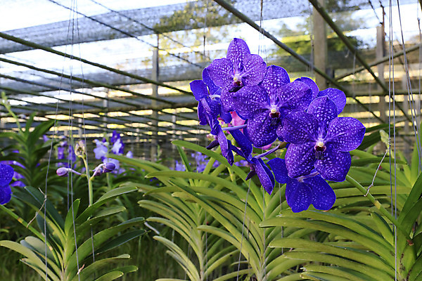 포토 JPG 해외이미지 식물 꽃잎 꽃 꽃다발 꽃무늬 사람없음 초록색 파란색 컬러풀 벚꽃 개화 난초 호접란 해외202004 해외포토 컬러 무늬 파일형식 이미지허브