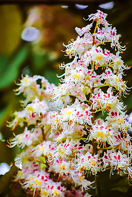 포토 JPG 해외이미지 나무 식물 계절 공원 꽃잎 꽃 줄기 백그라운드 잎 자연 사람없음 야외 목재 장식 초록색 여름 햇빛 머리 정원 봄 활발 성장 벚꽃 흰색 나뭇가지 신선 개화 숲 큼 5월 묘사 부드러움 꿀 해외202004 해외포토 공공시설 컬러 컨셉 재료 신체부위 태양 감각 날짜 크기 생태계 파일형식 이미지허브